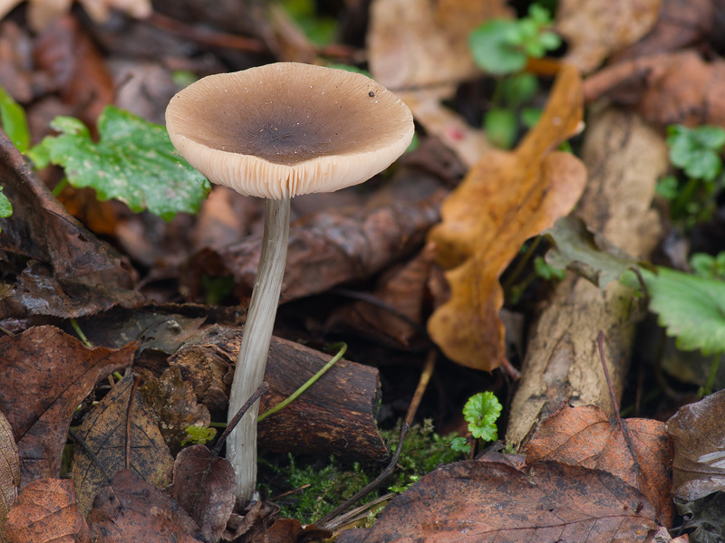 Pluteus pseudoinsidiosus